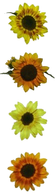 Sonnenblumen